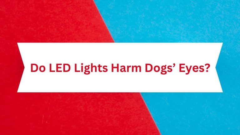 Do LED Lights Harm Dogs’ Eyes? The Truth Revealed!