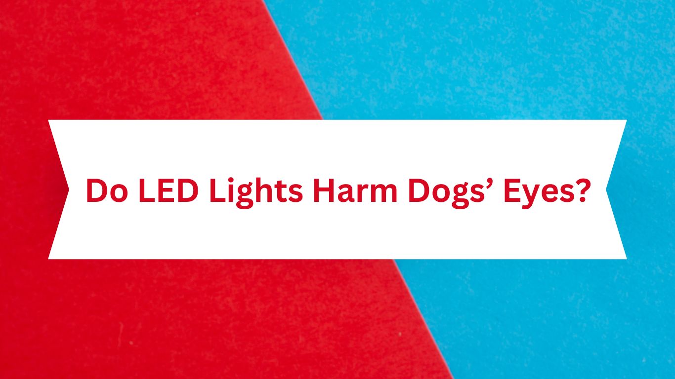 Do LED Lights Harm Dogs' Eyes