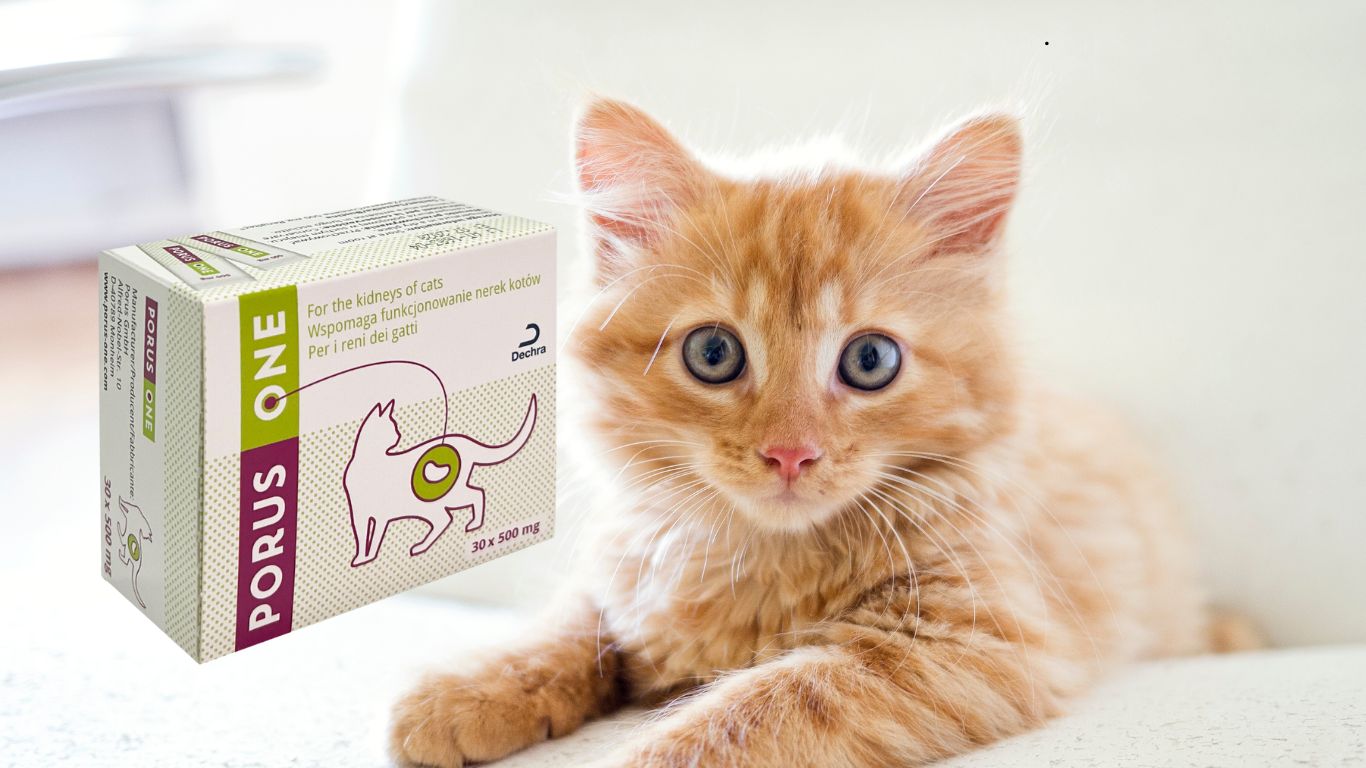 porus one kidney support for cats